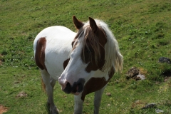 Šumava 2015 141