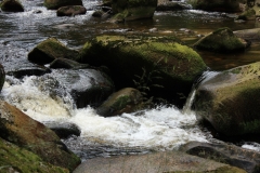 Šumava 2015 066